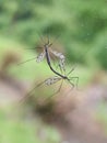 Cranefly daddy longleg couple mating Royalty Free Stock Photo