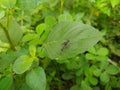 Tipulidae or Cylindrotomidae Royalty Free Stock Photo