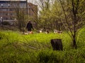 Tiraspol, Moldova - May 2, 2021: Shepherd leads a group of goats to pasture