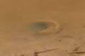 Tire buried in mud on lake bed