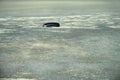 tire of car wheel is buried in salt marsh