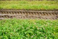 Tire print on grass Royalty Free Stock Photo