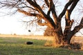 Tire swing Royalty Free Stock Photo