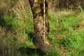 A tire swing hanging from an apple tree Royalty Free Stock Photo