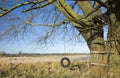 Tire swing hanging from an old tree Royalty Free Stock Photo