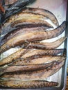 Group of Armed spiny EEL on plate.Eels are elongated fish, ranging in length from 5 cm.