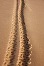 tire track in the sand Royalty Free Stock Photo