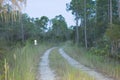 Tire tracks on a dirt road in the swamp Royalty Free Stock Photo