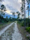 Tire tracks on a dirt road in the swamp Royalty Free Stock Photo