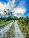 Tire tracks on a dirt road in the swamp Royalty Free Stock Photo