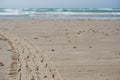 Tire tracks and footprints on the sand at the beach on a sunny day in Denmark, North Sea. Traces of car tires footprints in the Royalty Free Stock Photo