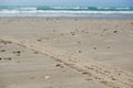 Tire tracks and footprints on the sand at the beach on a sunny day in Denmark, North Sea. Traces of car tires footprints in the Royalty Free Stock Photo