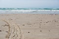 Tire tracks and footprints on the sand at the beach on a sunny day in Denmark, North Sea. Traces of car tires footprints in the Royalty Free Stock Photo