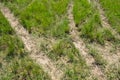 Tire tracks on Green Grass, urban non asphalt traffic way with t Royalty Free Stock Photo