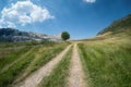 Tire Tracks And Lonely Tree In Montenegro Mountain Royalty Free Stock Photo