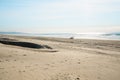 Tire tracks on sandy beach. Oceano Dunes Vehicular Recreational Aria, California Royalty Free Stock Photo