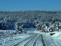 Backroad New Mexico Forest