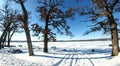 Tire Tracks in Snow, Oak Trees, Pell Lake, Wisconsin Royalty Free Stock Photo