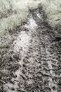 Tire tracks of truck on the mud Royalty Free Stock Photo