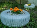 A tire used as a planter with flowers or plant. friendly method of recycling of tires car