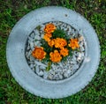 A tire used as a planter with flowers or plant. friendly method of recycling of tires car