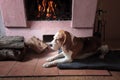 Tired dog has a rest near to a fireplace Royalty Free Stock Photo