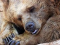 A tired bear slumbers, sometimes opening sad eyes Royalty Free Stock Photo