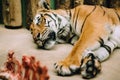 The tired Bengali tiger lies in a zoo Royalty Free Stock Photo