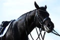 Tired black horse after running. Horse wearing tack, horizontal view, close up.