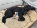A black purebred standard poodle laying on a dog bed Royalty Free Stock Photo