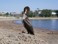 A tired black sea bird sits on the beach with its wings spread and dries its wet feathers in the sun on a warm summer day. A large Royalty Free Stock Photo