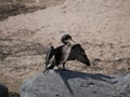 A tired black sea bird sits on the beach with its wings spread and dries its wet feathers in the sun on a warm summer day. A large Royalty Free Stock Photo