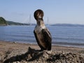 A tired black sea bird sits on the beach with its wings spread and dries its wet feathers in the sun on a warm summer day. A large Royalty Free Stock Photo