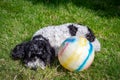 Tired black and white cockapoo lying dow with her ball after a good play Royalty Free Stock Photo