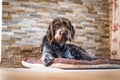 Tired Bohemian Wire-haired Pointing Griffon rests by the fireplace on a pillow and sadly looks at his masters to scratch her.