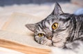 Tired and bored cat lies on a book Royalty Free Stock Photo