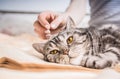 Tired and bored cat lies on a book Royalty Free Stock Photo