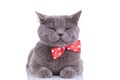 Tired British Shorthair cat wearing blinking