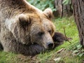 Tired Brown Bear Lying on Green Grass