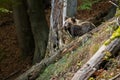 Tired brown bear sleeping in forest in autumn nature Royalty Free Stock Photo