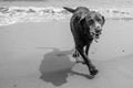 Tired Brown Lab from playing the the ocean