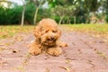 Tired brown poodle dog resting after exercise at park