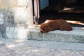 Tired brown poodle dog resting on the floor, in front of a house. Cute animal with curly hair. Spain
