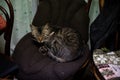 Tired brown striped cat resting on the black chair