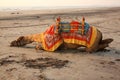 Tired Camel