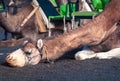 Camel Safari in Lanzarote, Spain.