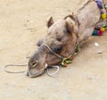 Tired camel lying on the earth