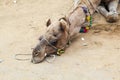 Tired camel lying on the earth