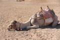 Tired Camel lying on the sand