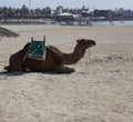 Resting Camel on Caleta de Fuste Beach Fuerteventura Canary Islands Royalty Free Stock Photo